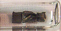 Thumbnail for version as of 18:24, 6 February 2007