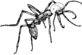 Thumbnail for version as of 16:02, 20 August 2007