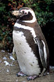 Thumbnail for version as of 16:02, 13 February 2006
