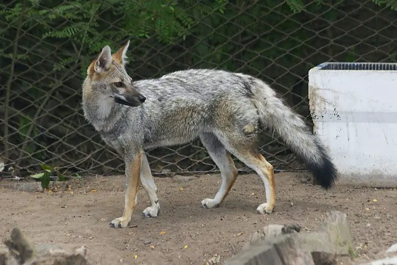 File:Zoo América-2874f-Urocyon cinereoargenteus.jpg