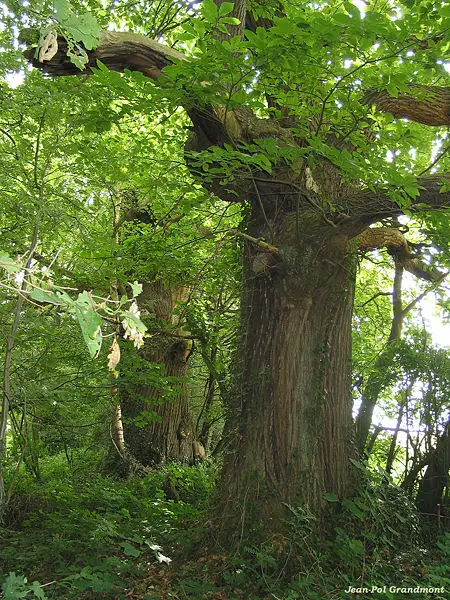 File:Châtaigner (Castanea sativa) JPG01.jpg