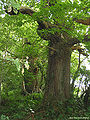 Thumbnail for version as of 15:24, 20 December 2007