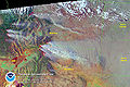 Thumbnail for version as of 00:54, 4 February 2007