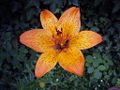 Thumbnail for version as of 02:36, 23 December 2008