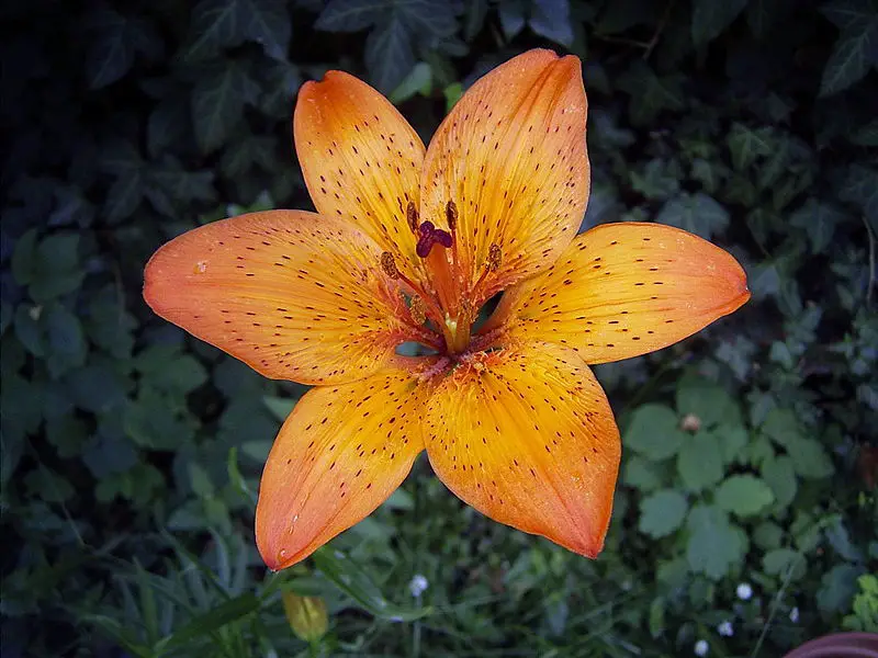 File:LiliumBulbiferumCroceumBologna.jpg