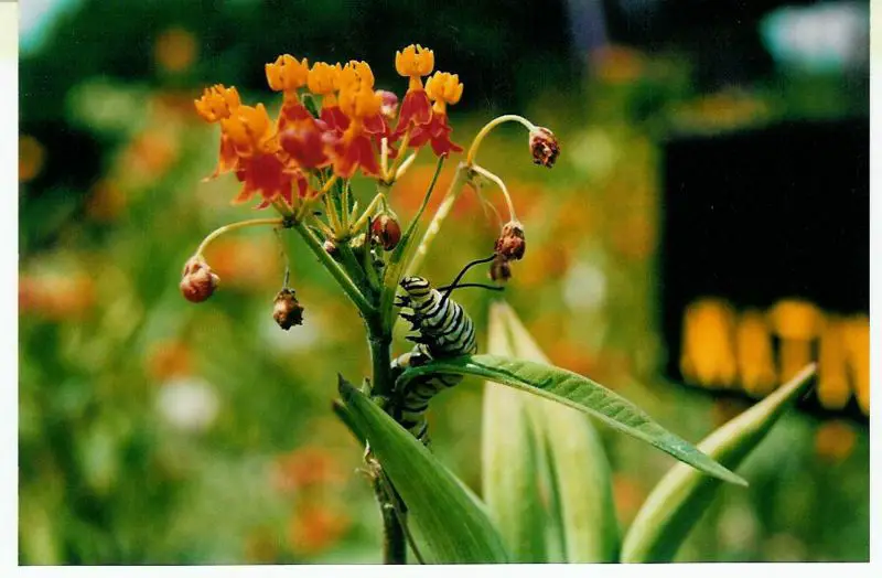 File:Monarch Caterpiller in Indiana.jpg