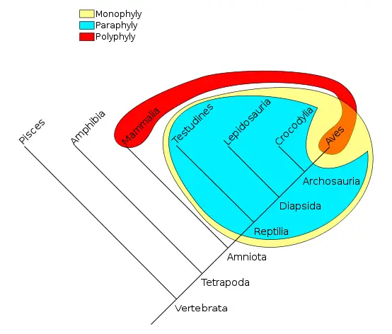 File:Phylogenetic-Groups.svg