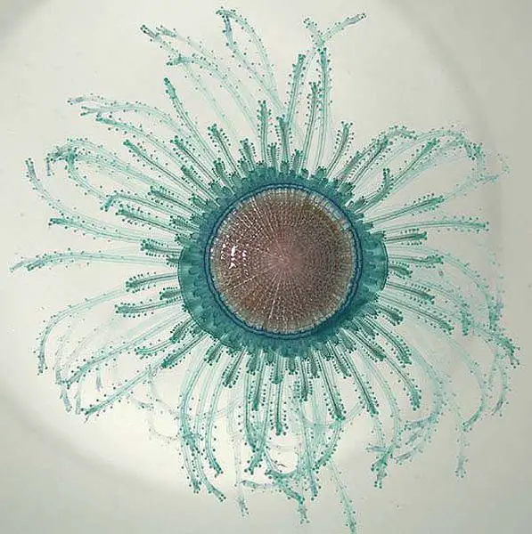 File:Porpita porpita.jpg