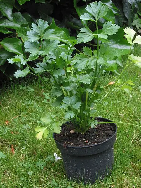 File:Snijselderij Apium graveolens.jpg