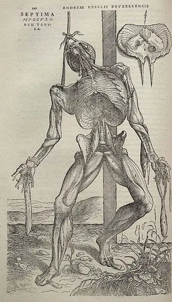 File:Vesalius Fabrica p190.jpg
