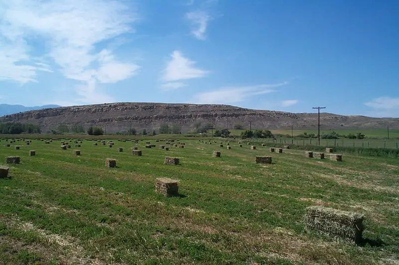 File:Alfalfa square bales.jpg