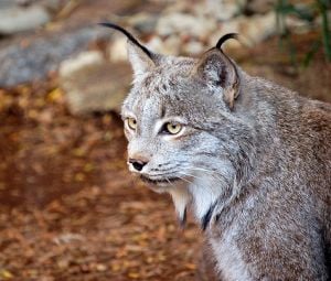 The Canadian Lynx is medium sized cat (family Felidae) that lives in Canada  and the Northern USA (including Alaska). They have long legs and large  broad paws that are covered in fur.