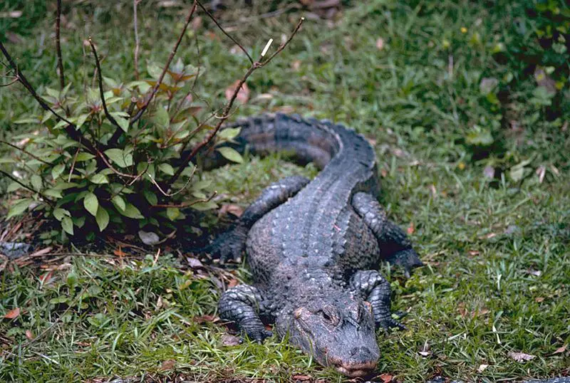 File:China-Alligator.jpg