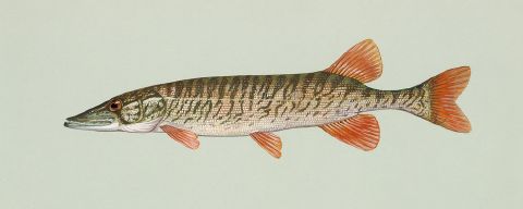 Esox - New World Encyclopedia
