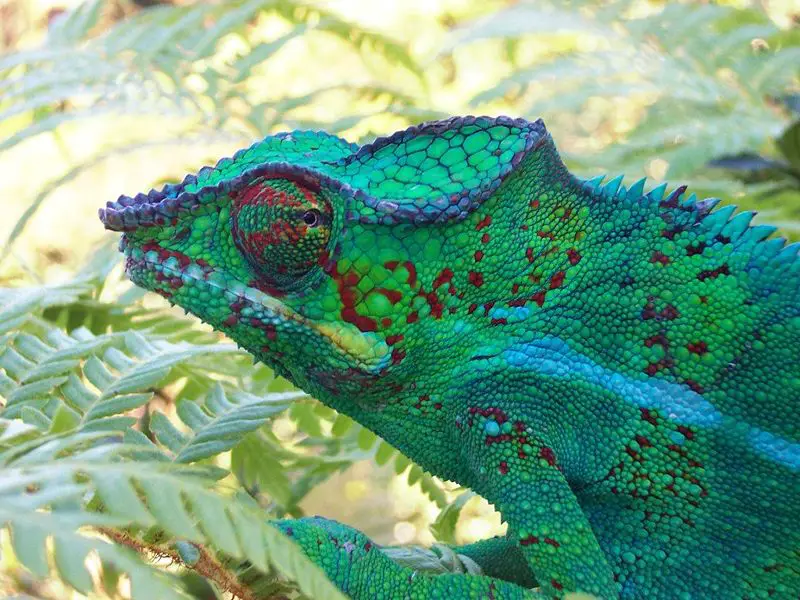 File:FurciferPardalisMale.JPG