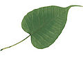 Thumbnail for version as of 14:45, 24 September 2007