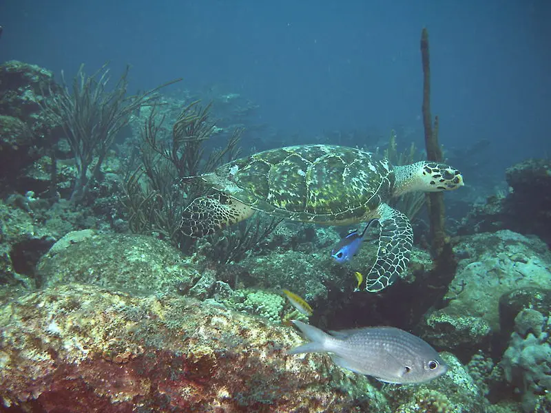File:Tucacas04012422TortugaCareyEretmochelysImbricata.JPG