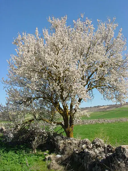 File:Urueña almendro1 lou.jpg