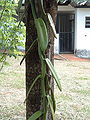 Thumbnail for version as of 02:46, 12 April 2008