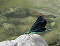 Thumbnail for version as of 22:03, 4 June 2008