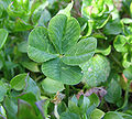 Thumbnail for version as of 05:55, 11 December 2007