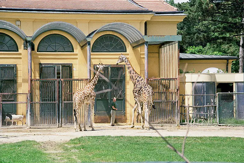 File:Giraffa camelopardalis Schoenbrunn01.jpg