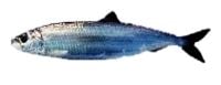 Atlantic herring, Clupea harengus