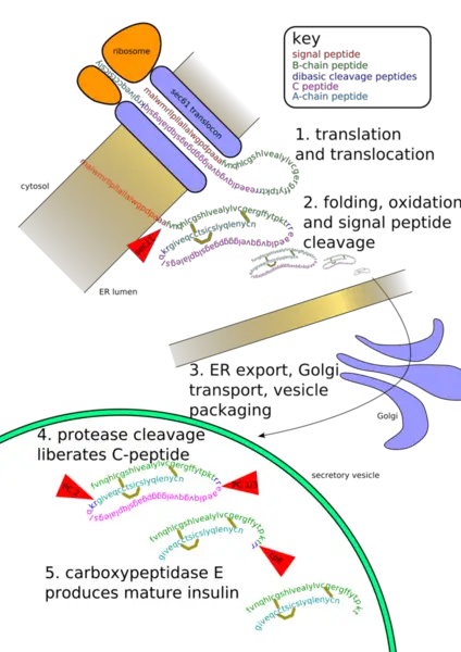 File:Insulinpath.png