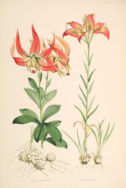 File:Lilium michauxii.jpg
