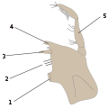 Thumbnail for version as of 04:35, 21 November 2007