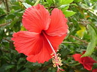 A red hibiscus flower in Chennai, India during late spring