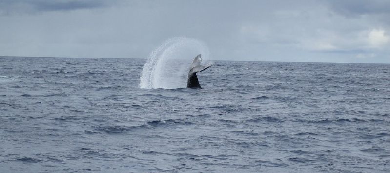 File:Whale tail flip.jpg