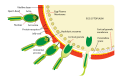 Thumbnail for version as of 15:50, 12 June 2006