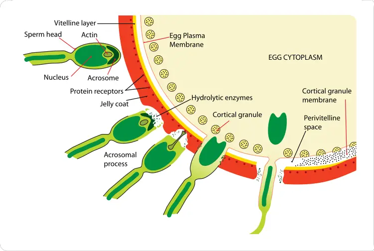 File:Acrosome reaction diagram.svg