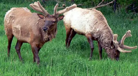 Elk - New World Encyclopedia
