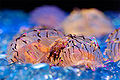 Thumbnail for version as of 20:34, 3 December 2006