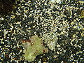 Thumbnail for version as of 20:58, 13 November 2007