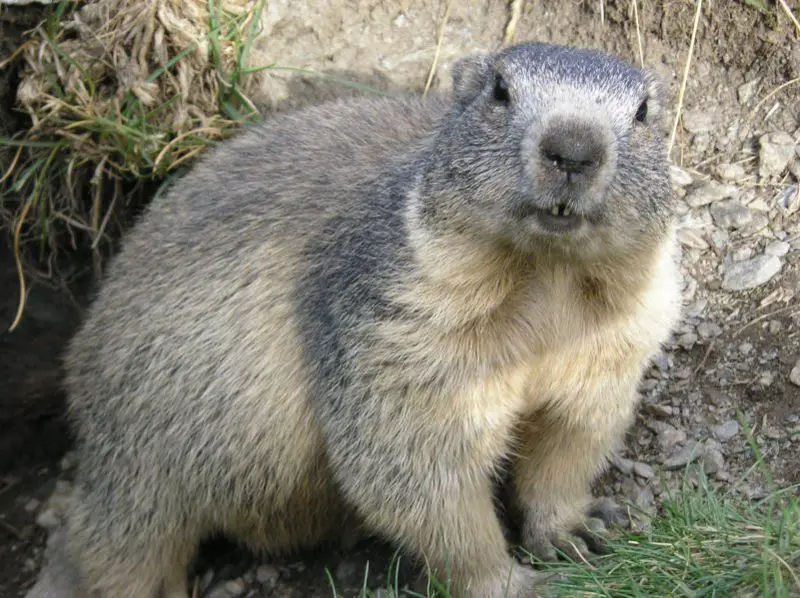 File:Marmota marmota Alpes2.jpg
