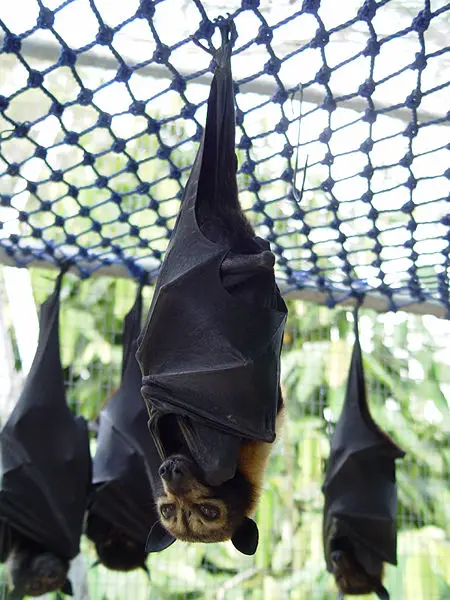 File:Pteropus conspicillatus.jpg