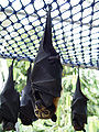 Thumbnail for version as of 16:13, 19 October 2008