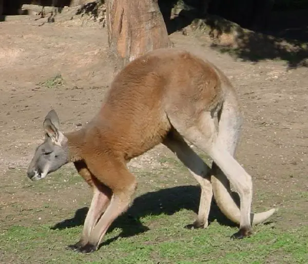 Macropod - New World Encyclopedia