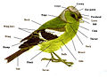 Thumbnail for version as of 19:26, 21 December 2005