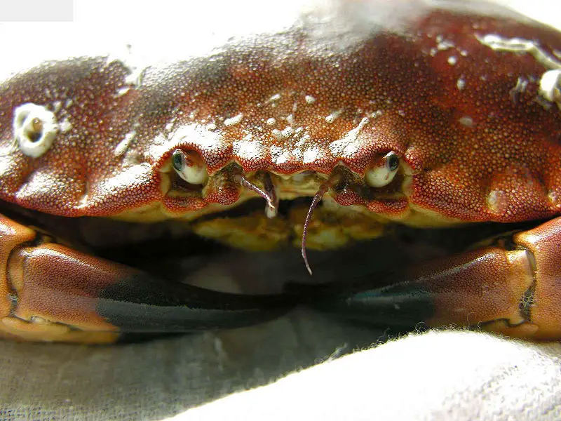 File:Boi.crab1.jpg