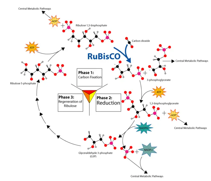 File:Calvin-cycle3.png
