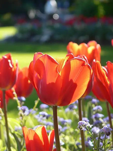 File:Fire tulip.jpg