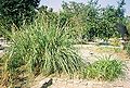 Thumbnail for version as of 17:17, 13 June 2007