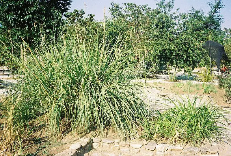 File:Corn parents1.jpg