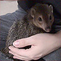 Thumbnail for version as of 15:08, 1 November 2007