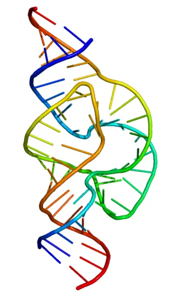 File:Full length hammerhead ribozyme.png