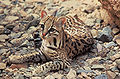 Thumbnail for version as of 00:38, 20 May 2008